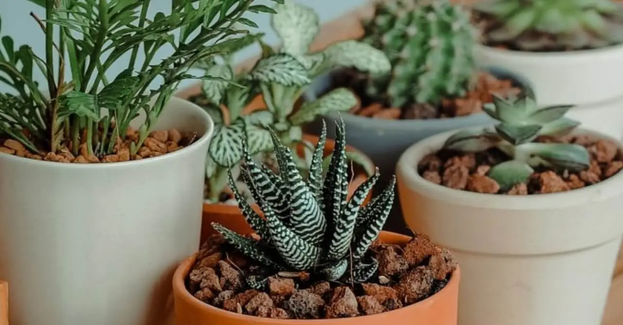 05 Plantas que Criam Energia Positiva na Sua Casa - BLog Mandala de Luz