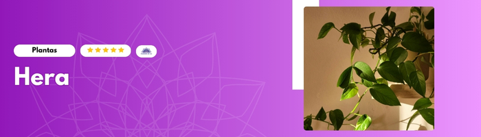 05 Plantas que Criam Energia Positiva na Sua Casa Hera - Blog Mandala de Luz