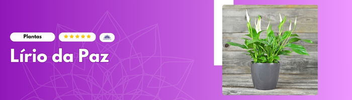 05 Plantas que Criam Energia Positiva na Sua Casa Lírio da Paz - Blog Mandala de Luz