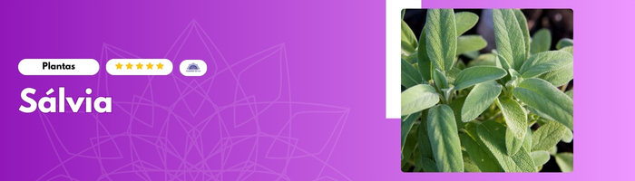 05 Plantas que Criam Energia Positiva na Sua Casa Sálvia - Blog Mandala de Luz