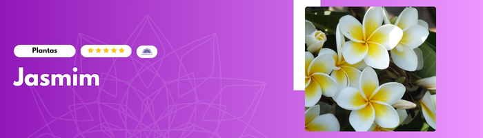 05 Plantas que Criam Energia Positiva na Sua Casa: Jasmim - Blog Mandala de Luz