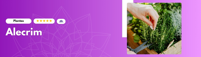 05 Plantas que Criam Energia Positiva na Sua Casa: Alecrim - Blog Mandala de Luz